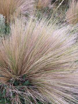 Image of Festuca gracillima Hook. fil.