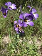 صورة Eustoma exaltatum subsp. russellianum (Hook.) Kartesz