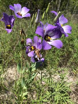 Image of showy prairie gentian