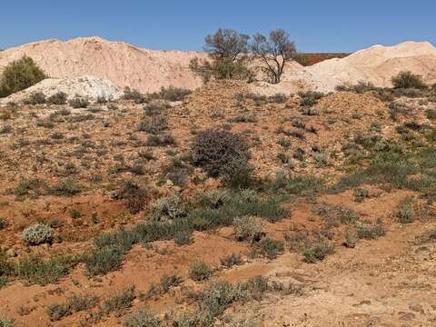 Imagem de Eremophila rotundifolia F. Muell.