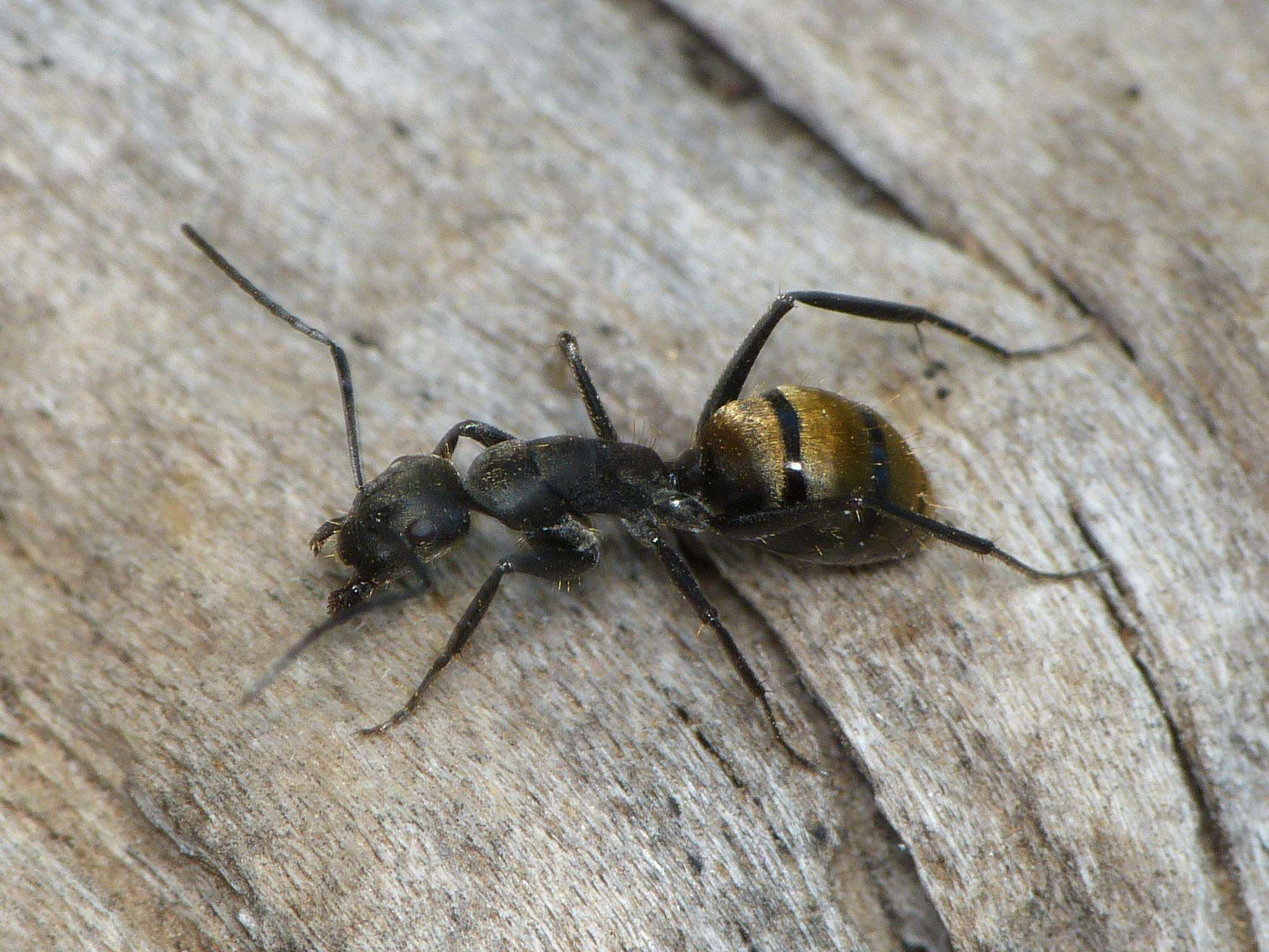 Image of Camponotus chilensis (Spinola 1851)