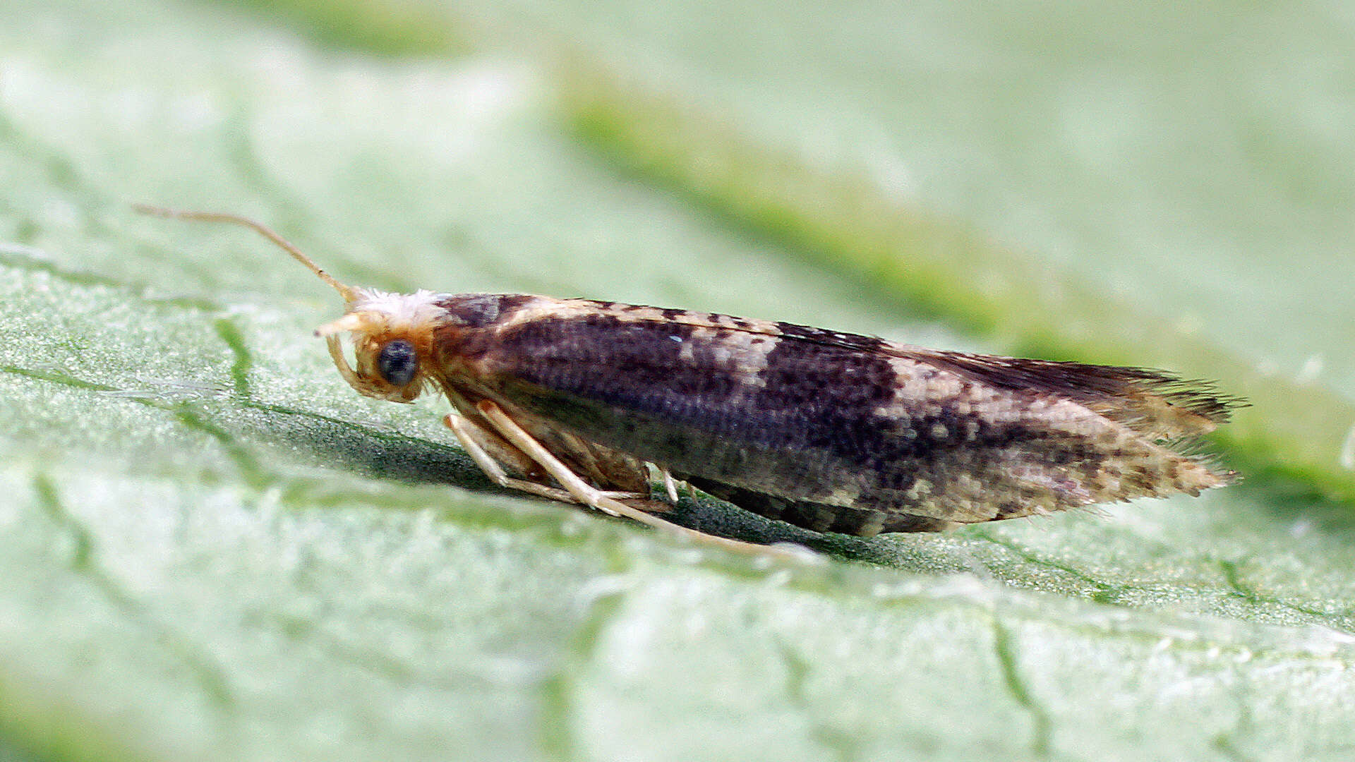 Image of Argyresthia glaucinella Zeller 1839