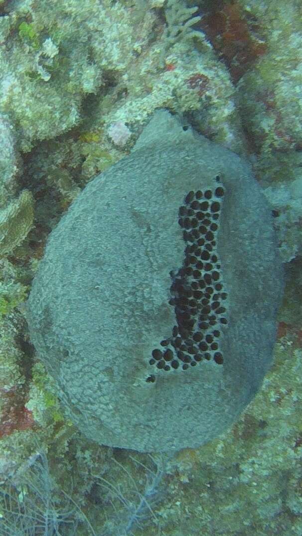Image of bumpy ball sponge
