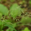 Plancia ëd Muhlenbergia japonica Steud.