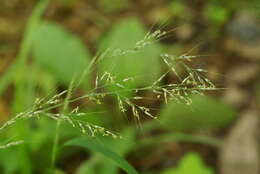 Plancia ëd Muhlenbergia japonica Steud.