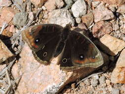 Image of Junonia nigrosuffusa Barnes & McDunnough 1916