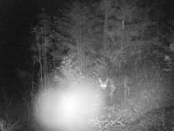 Image of California Valley Coyote