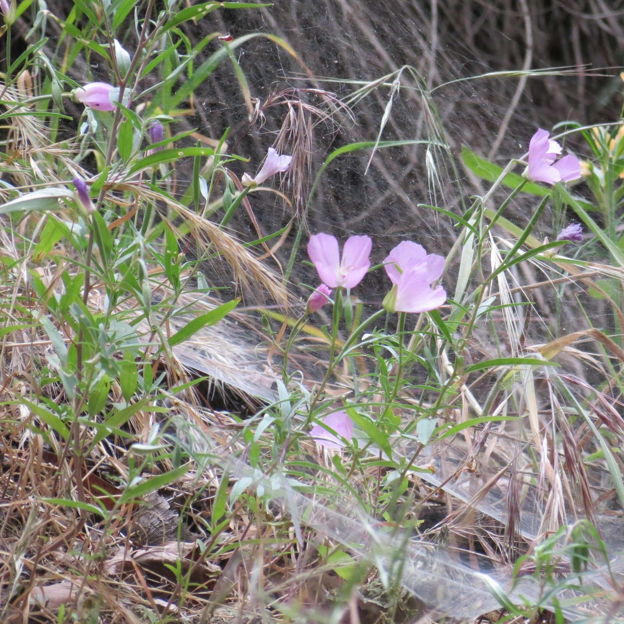 Image de Clarkia bottae (Spach) H. & M. Lewis