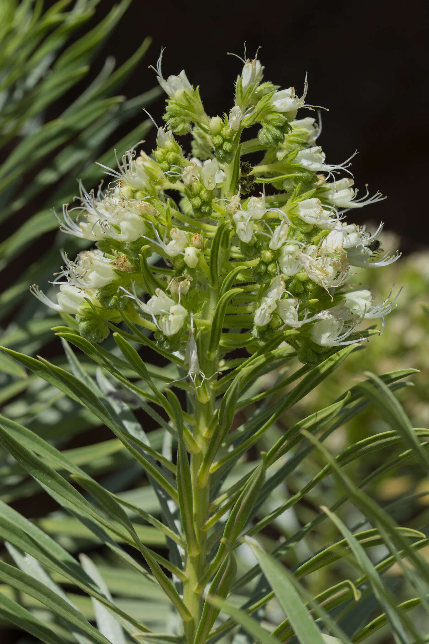 Image of Echium leucophaeum Webb ex Sprague & Hutchinson