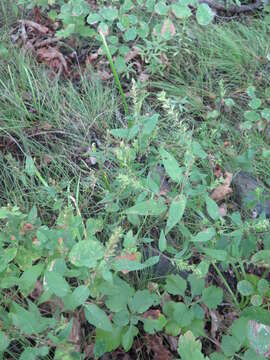 Image of Melampyrum roseum Maxim.