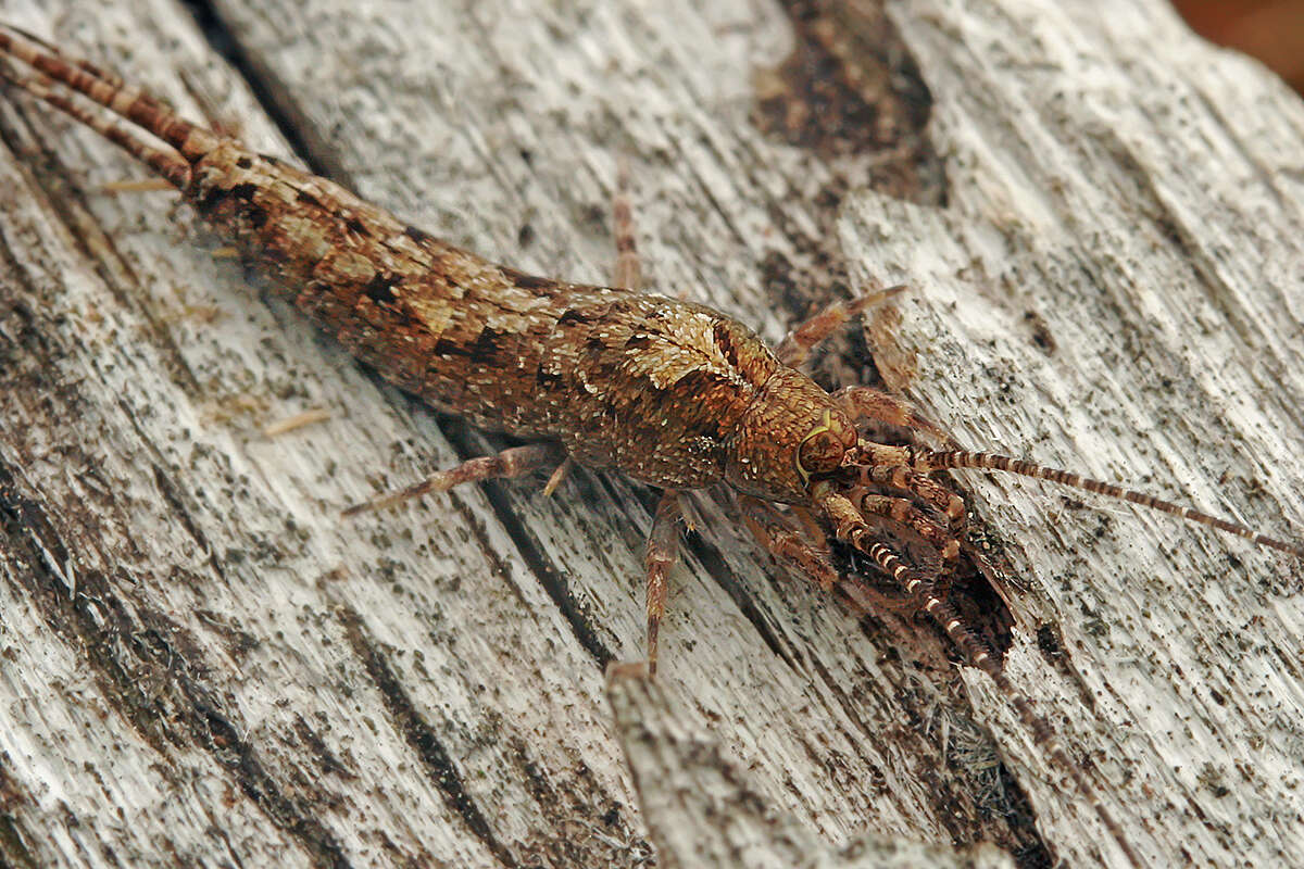 Image of <i>Lepismachilis notata</i>