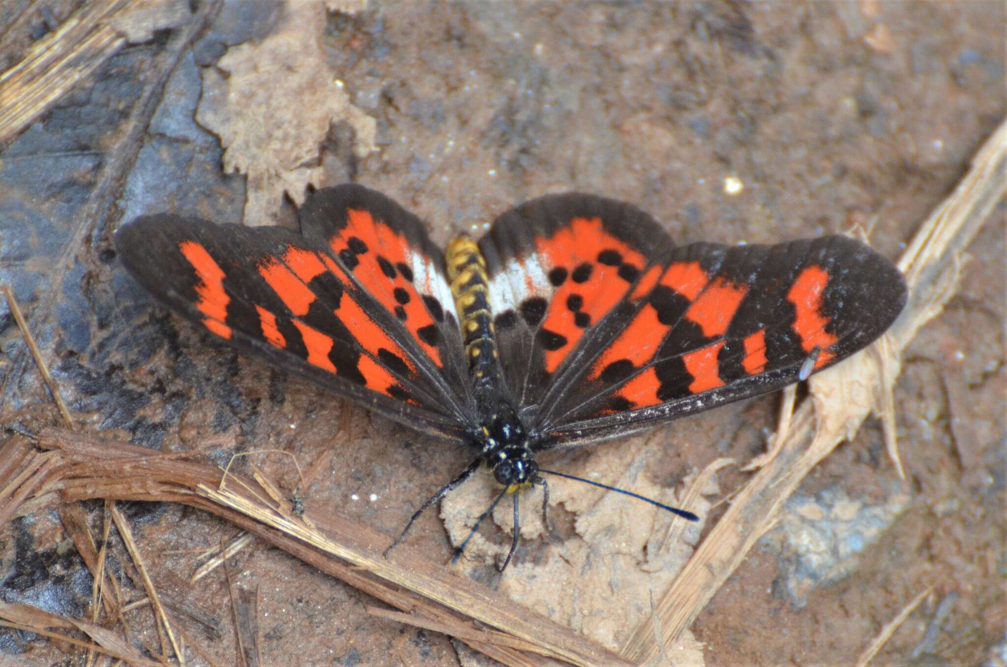 Image of Acraea vuilloti