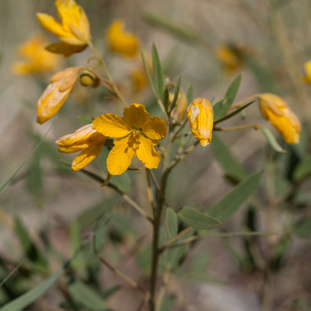 Sivun Senna roemeriana (Scheele) H. S. Irwin & Barneby kuva