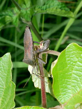 Image de Anoplocnemis phasianus (Fabricius 1781)