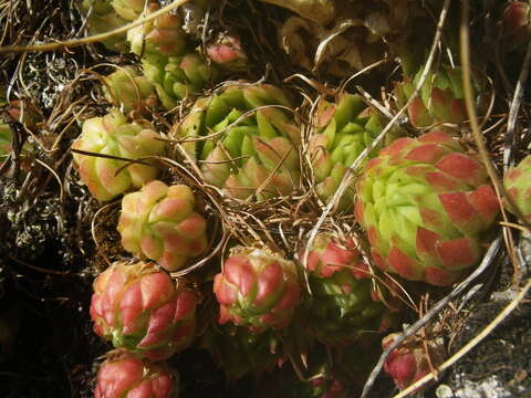 Image of Sempervivum globiferum subsp. allionii (Jord. & Fourr) H.