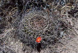 Image of Echinopsis tegeleriana (Backeb.) D. R. Hunt