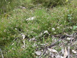 Image of Cyanothamnus nanus var. hyssopifolius