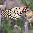 Image de Acraea anacreon Trimen 1868