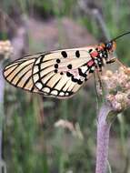 Image de Acraea anacreon Trimen 1868