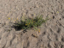 Image of Kersia foliosa var. lutea (Sond.) Roalson & J. C. Hall