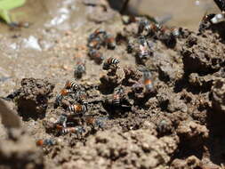 Image of Asian dwarf honey bee