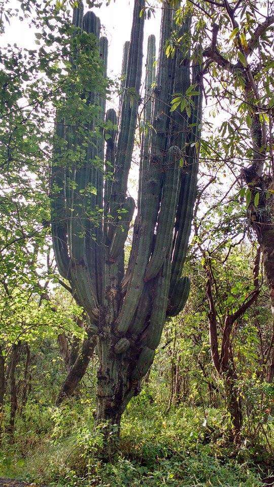 Image of Pachycereus grandis Rose