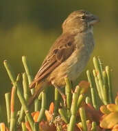 Image of White-throated Canary