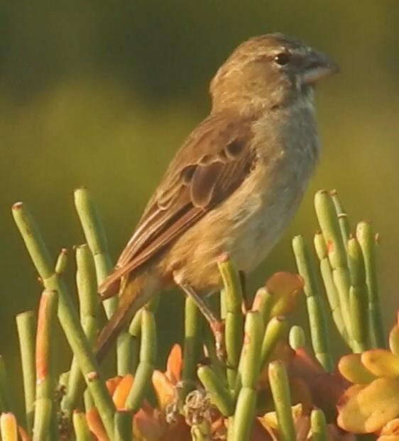 Image of White-throated Canary