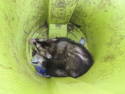 Image of White-eared Opossum