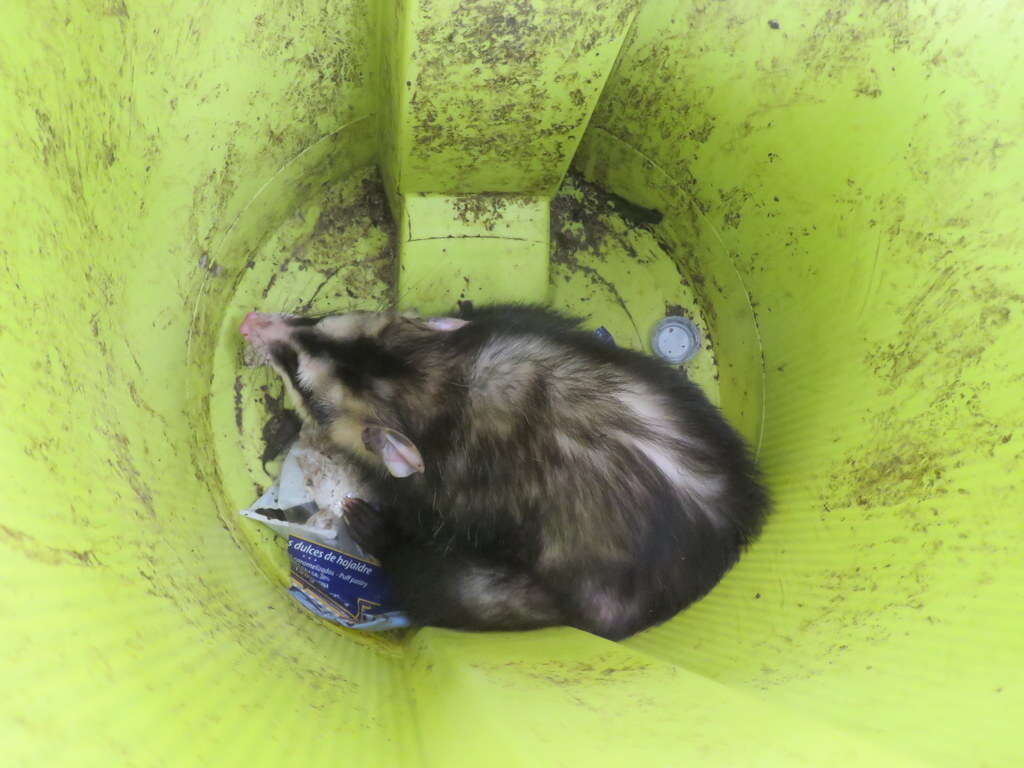 Image of White-eared Opossum