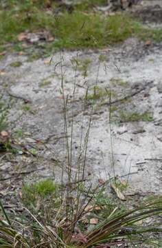 Image of Poa meionectes Vickery