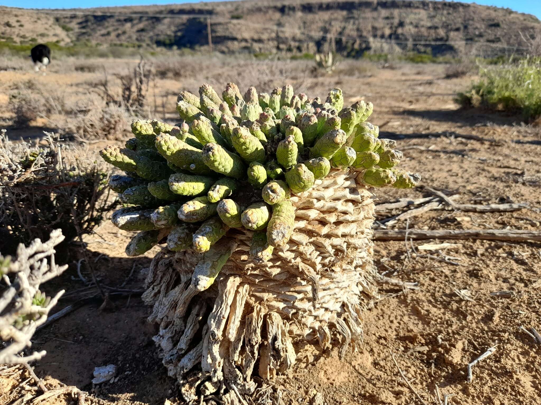 Euphorbia esculenta Marloth resmi