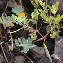 Image of Astragalus claranus Jeps.