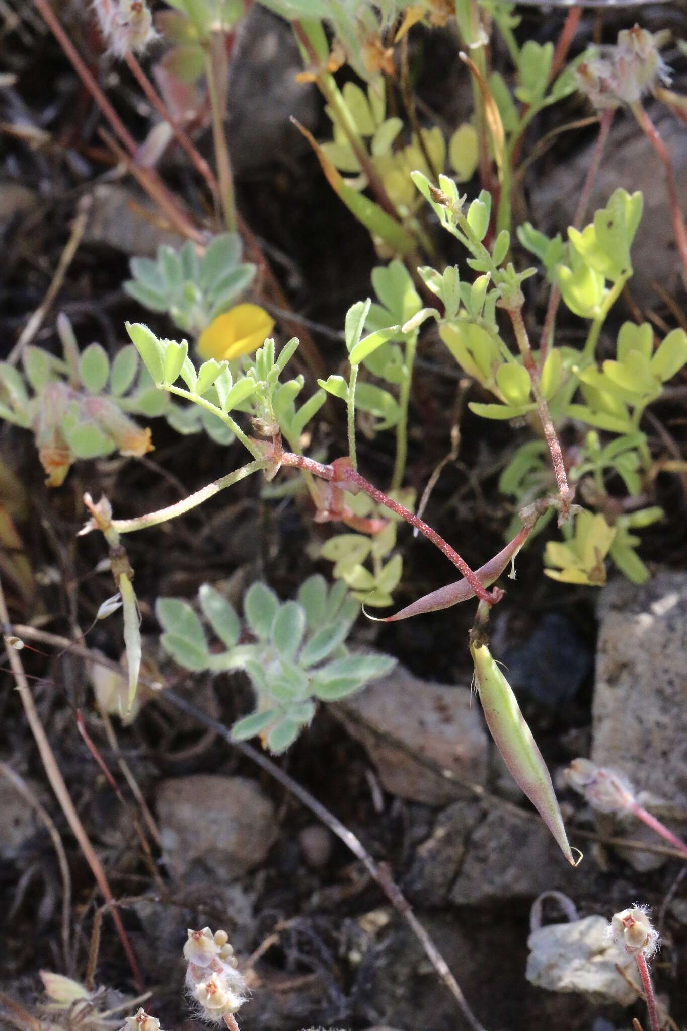 Image of Astragalus claranus Jeps.
