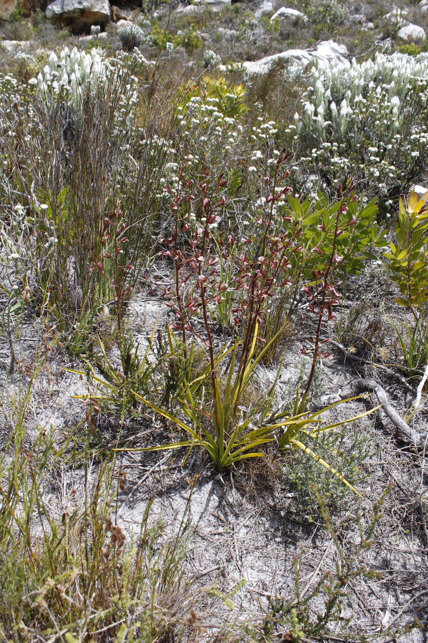 Image of Acrolophia lamellata (Lindl.) Pfitzer