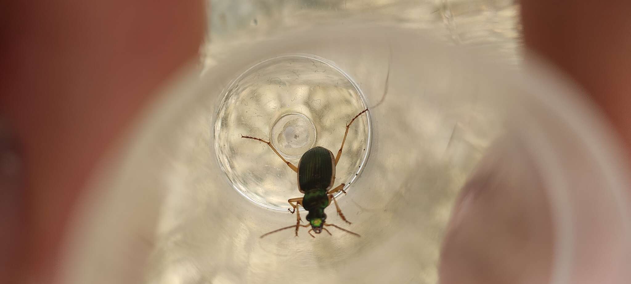 Sivun Chlaenius (Chlaenites) spoliatus (P. Rossi 1792) kuva