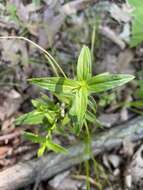 Image of Pycnanthemum torreyi Benth.