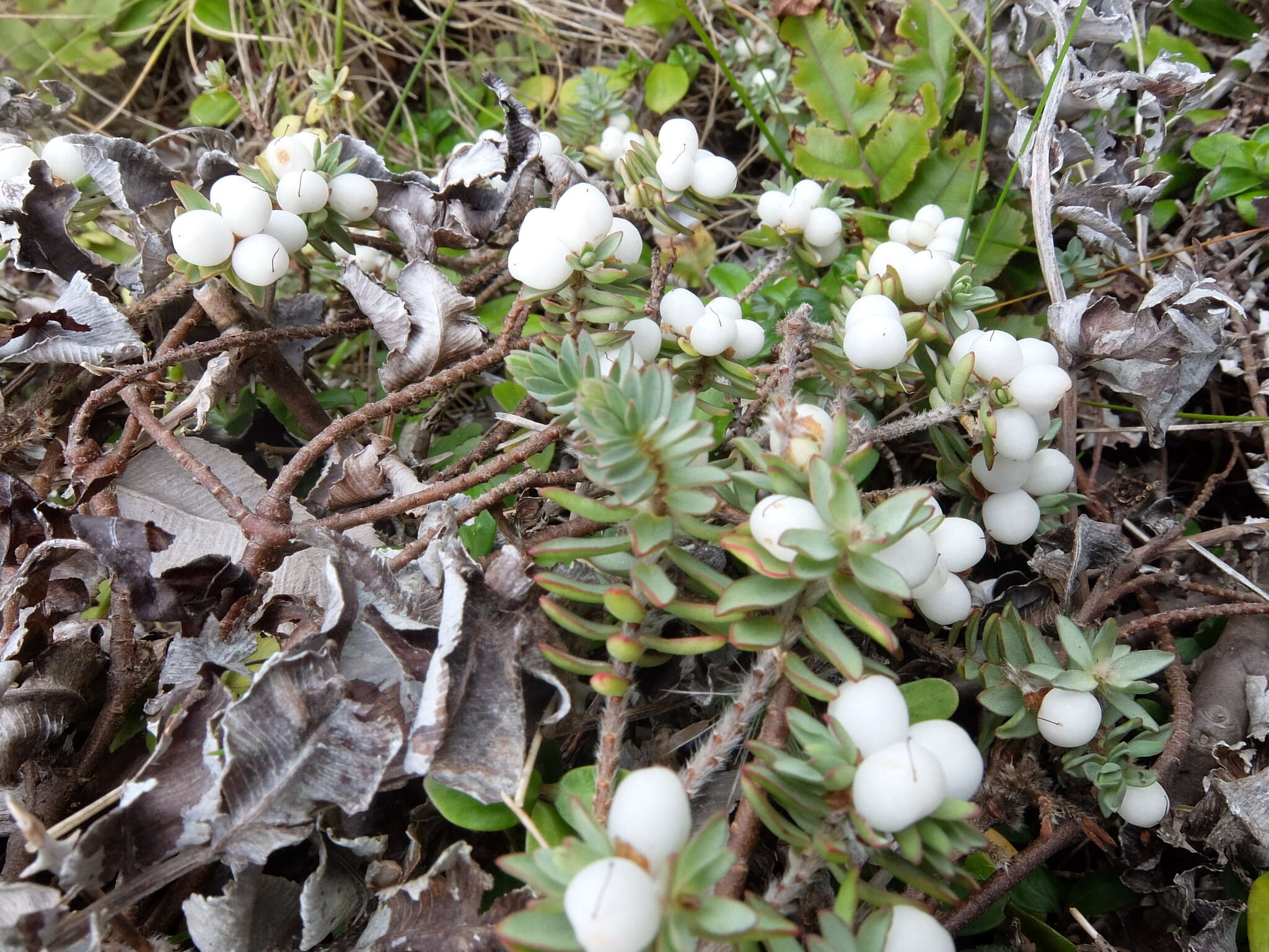 Image of Pimelea prostrata subsp. ventosa C. J. Burrows