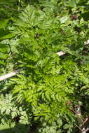 Imagem de Anthriscus sylvestris subsp. sylvestris