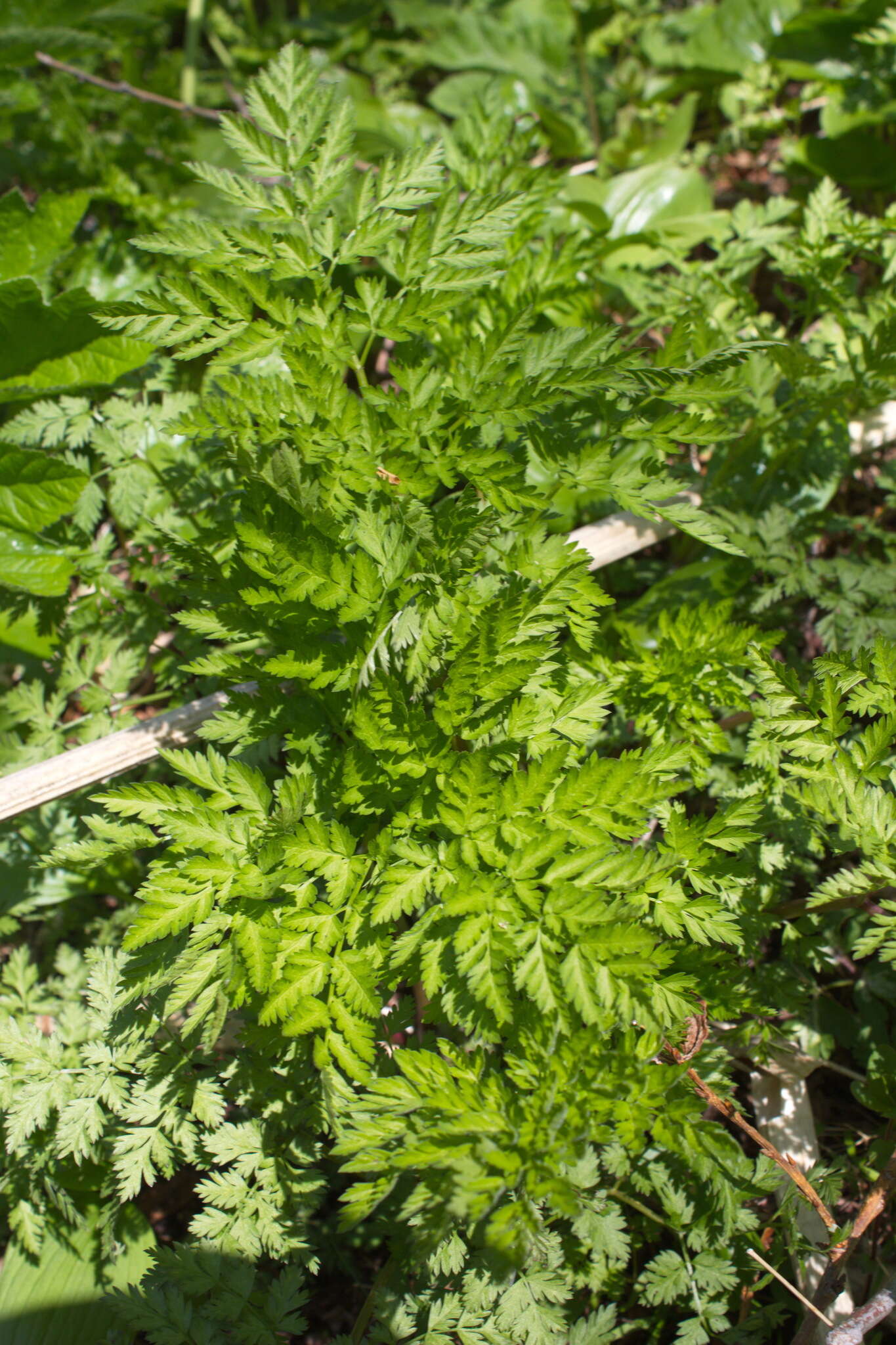Image of Anthriscus sylvestris subsp. sylvestris