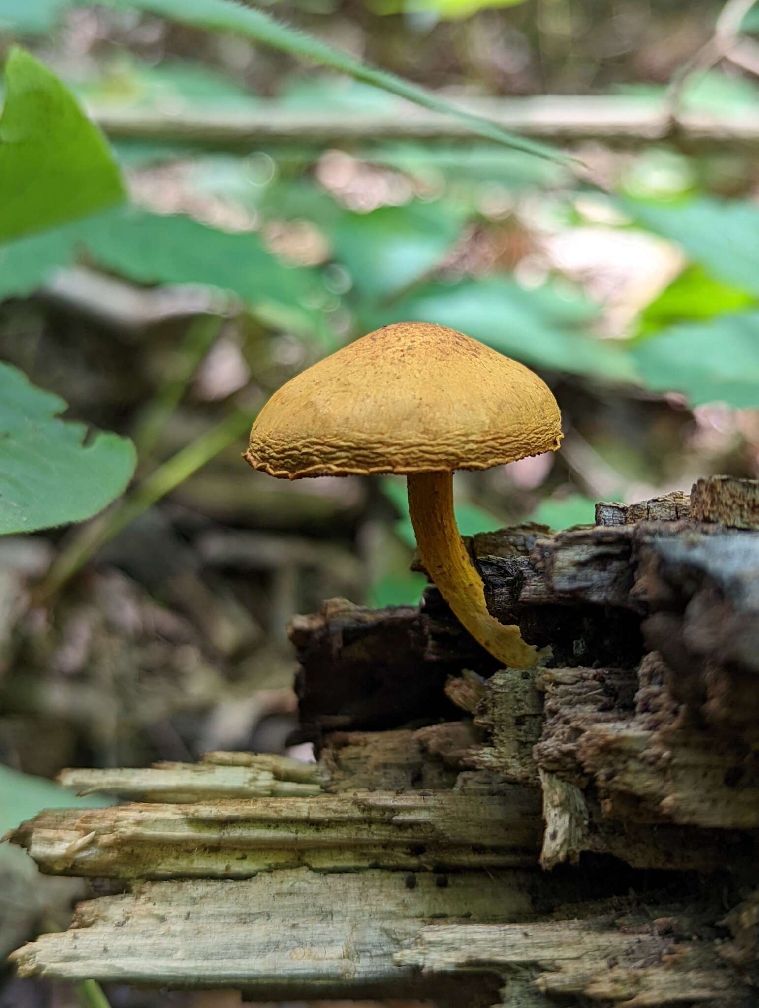 Image of Pholiota tuberculosa (Schaeff.) P. Kumm. 1871