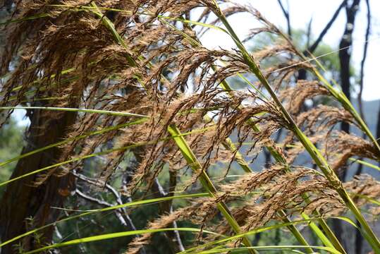 Imagem de Gahnia xanthocarpa (Hook. fil.) Hook. fil.