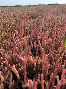 Слика од Salicornia meyeriana Moss