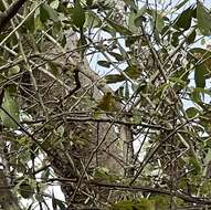 Image of Southern Yellow White-eye