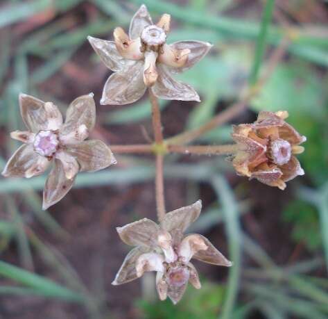 Image of Hooded meadow-star