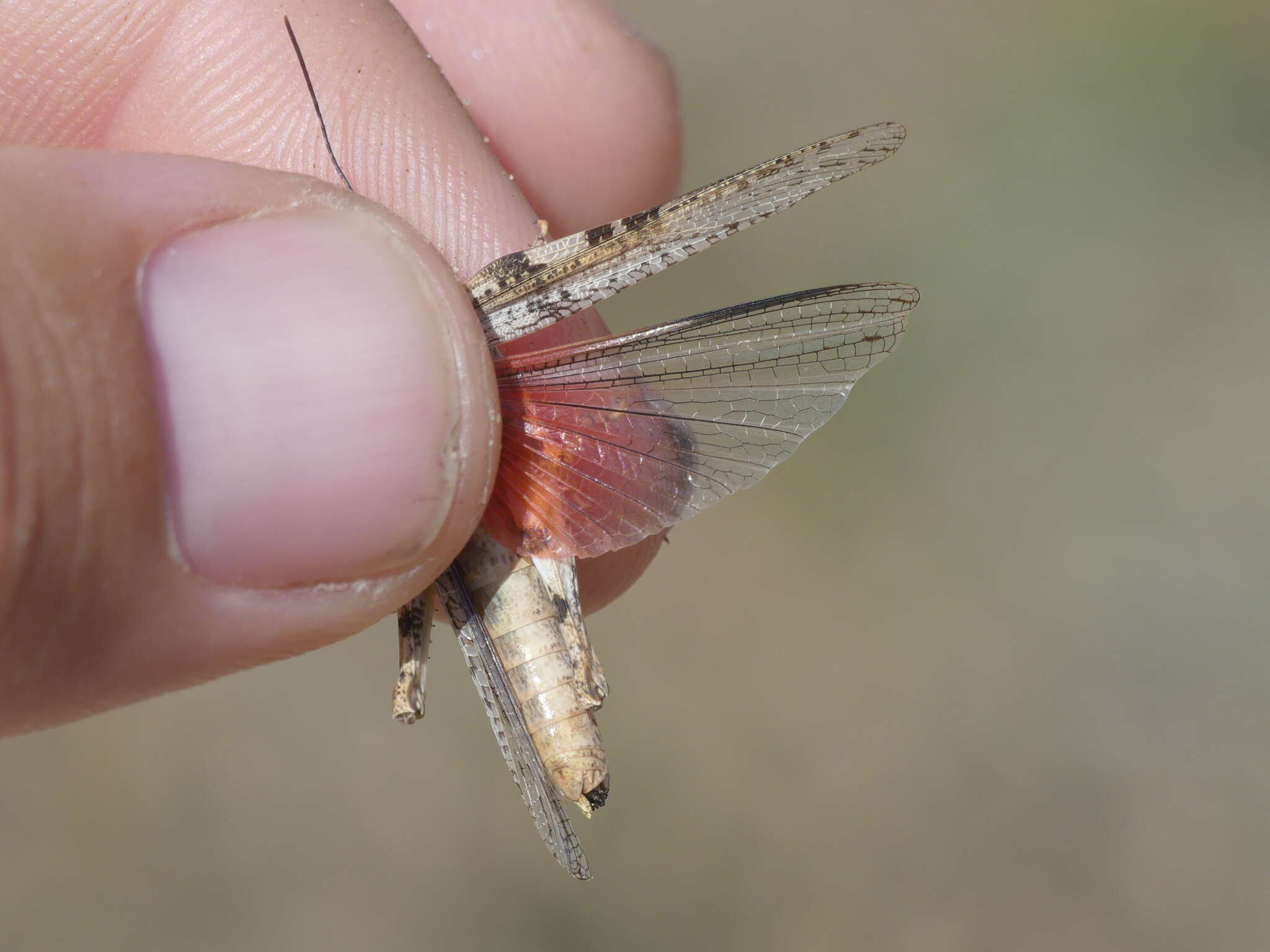 Image of Trepidulus rosaceus (Scudder & S. H. 1900)