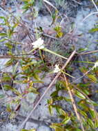 Image of Cyperus niveus Retz.