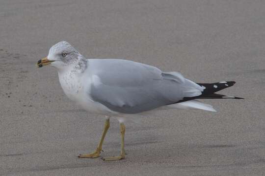 Image of Ring-billed Gull