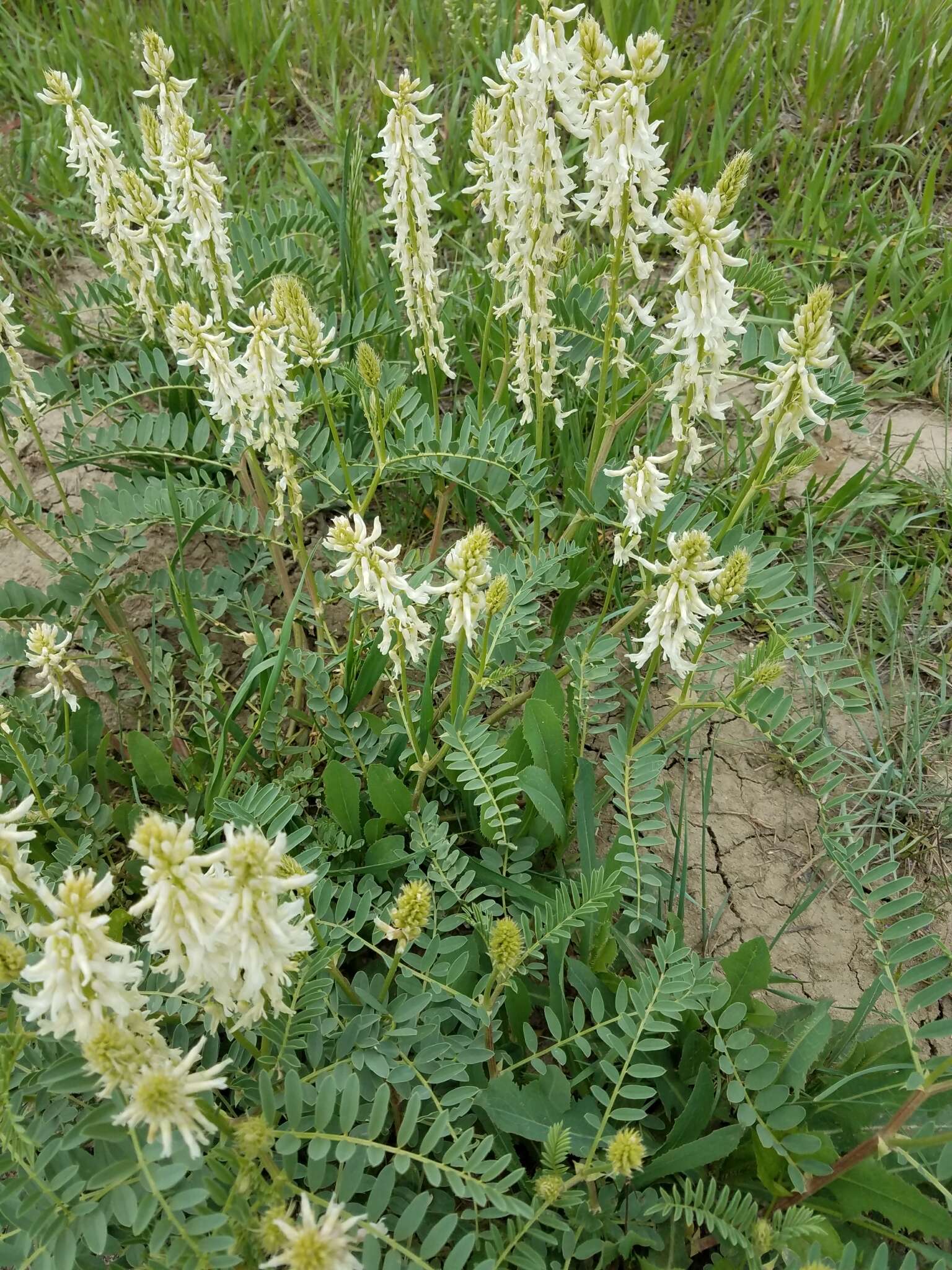 Imagem de Astragalus drummondii Dougl.