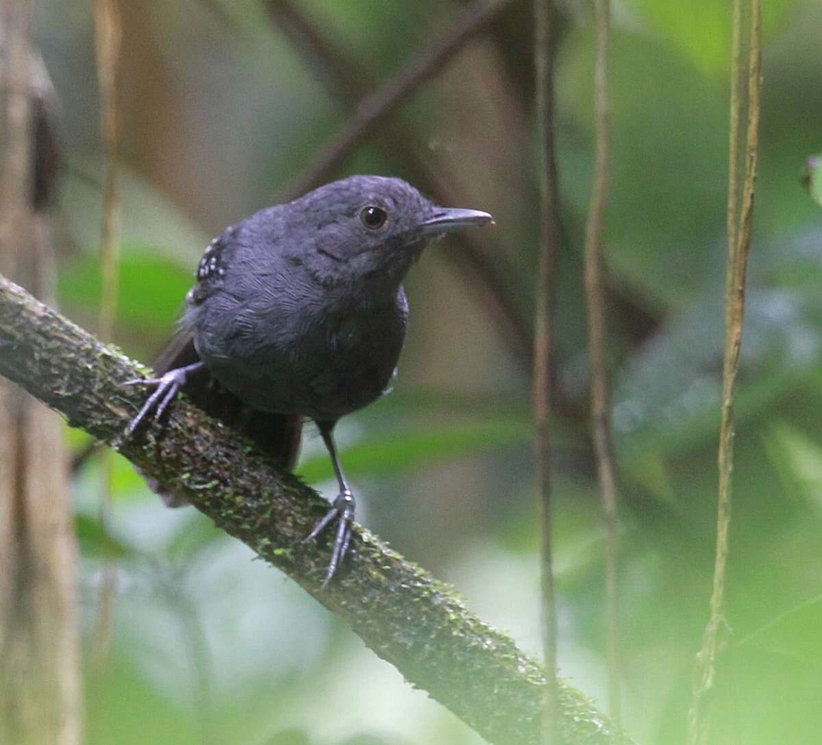 Image of Spot-winged Antbird